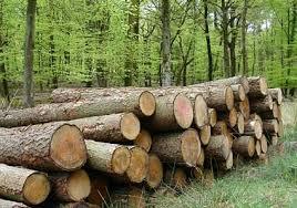Alienazione legname